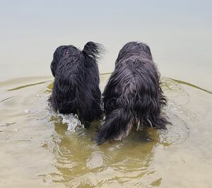 Schapendoes Zanne en Ksenna van de Roeskebeer